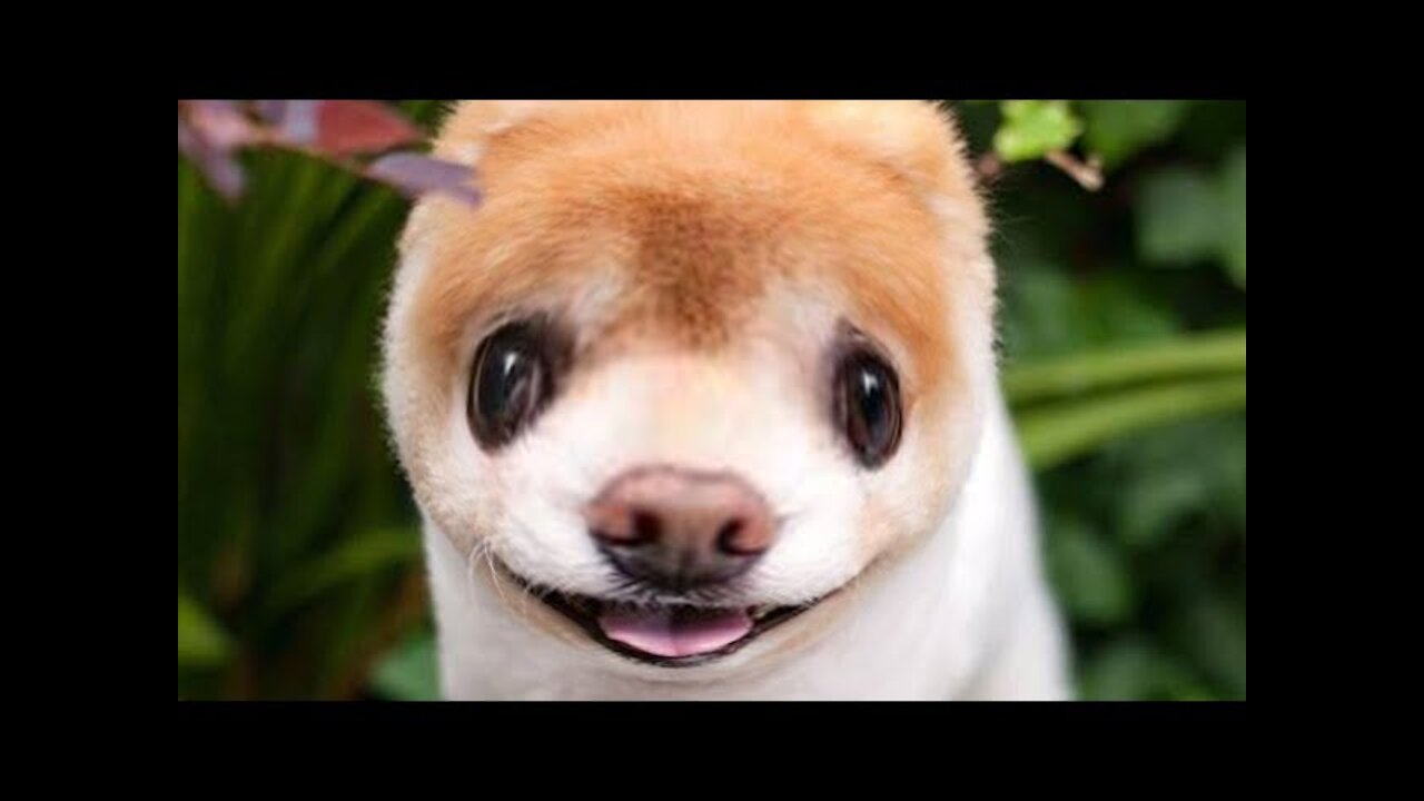 .PERROS Y CACHORROS GRACIOSOS #3