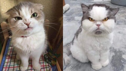 Funny Angry Cats Don't Mess With These Cat Funniest Cat Reaction