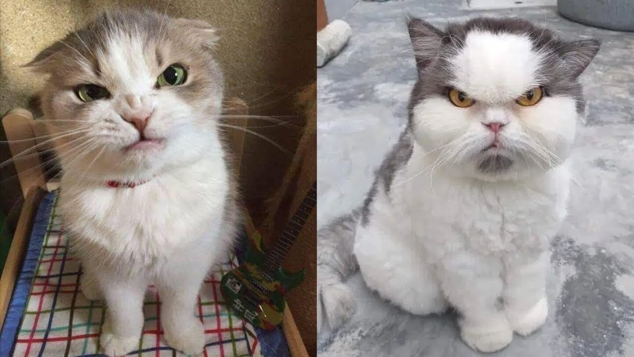 Funny Angry Cats Don't Mess With These Cat Funniest Cat Reaction