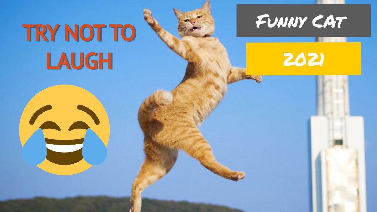 Funniest Cats of 2021 😹 - Try not to Laugh 😂 - Funny Cats Life