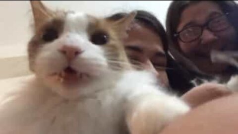 Cortar as unhas é algo assustador para este gato