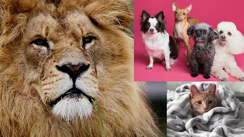 Funny cats and dogs video.