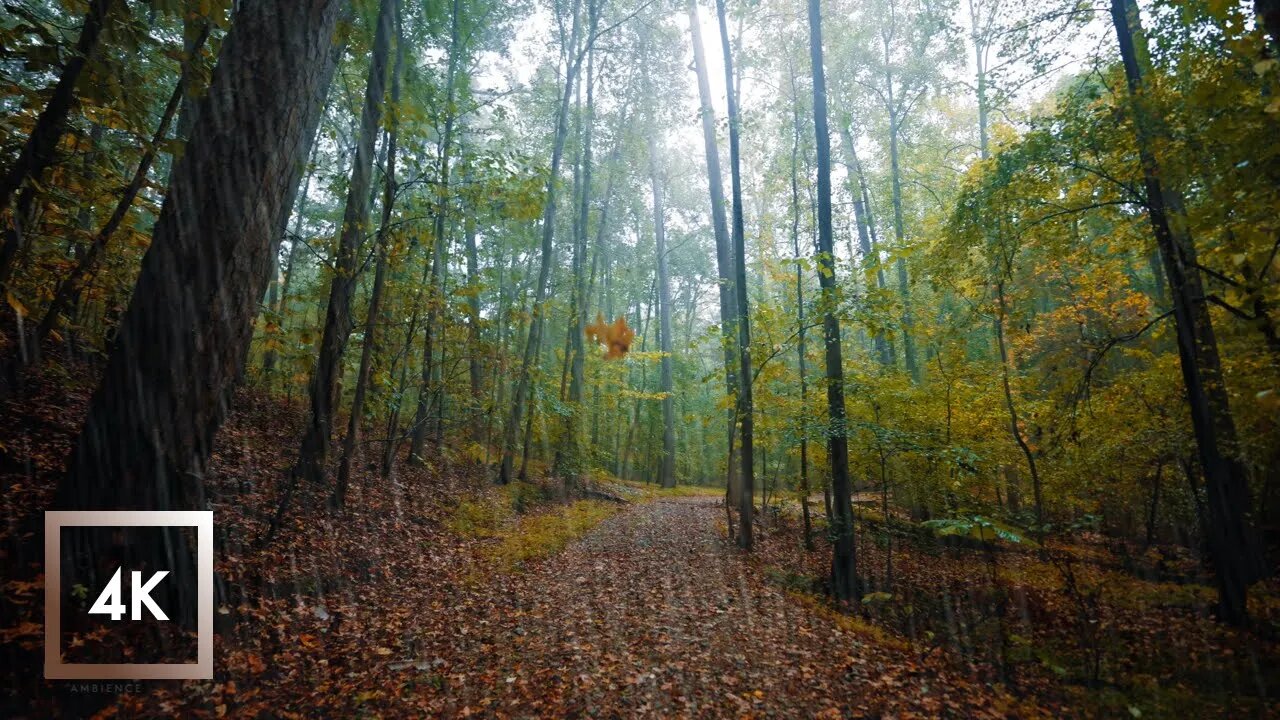 Autumn Forest Walk in in the Rain, Gentle Thunder Rumbles for Sleep and Study, ASMR