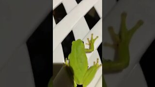 New animals everyday