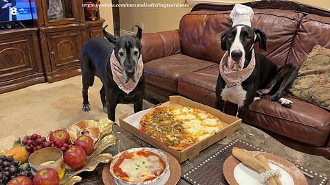 Funny Great Dane Is Shocked Seagulls Want To Share Her Snack! 😂🐶🦅
