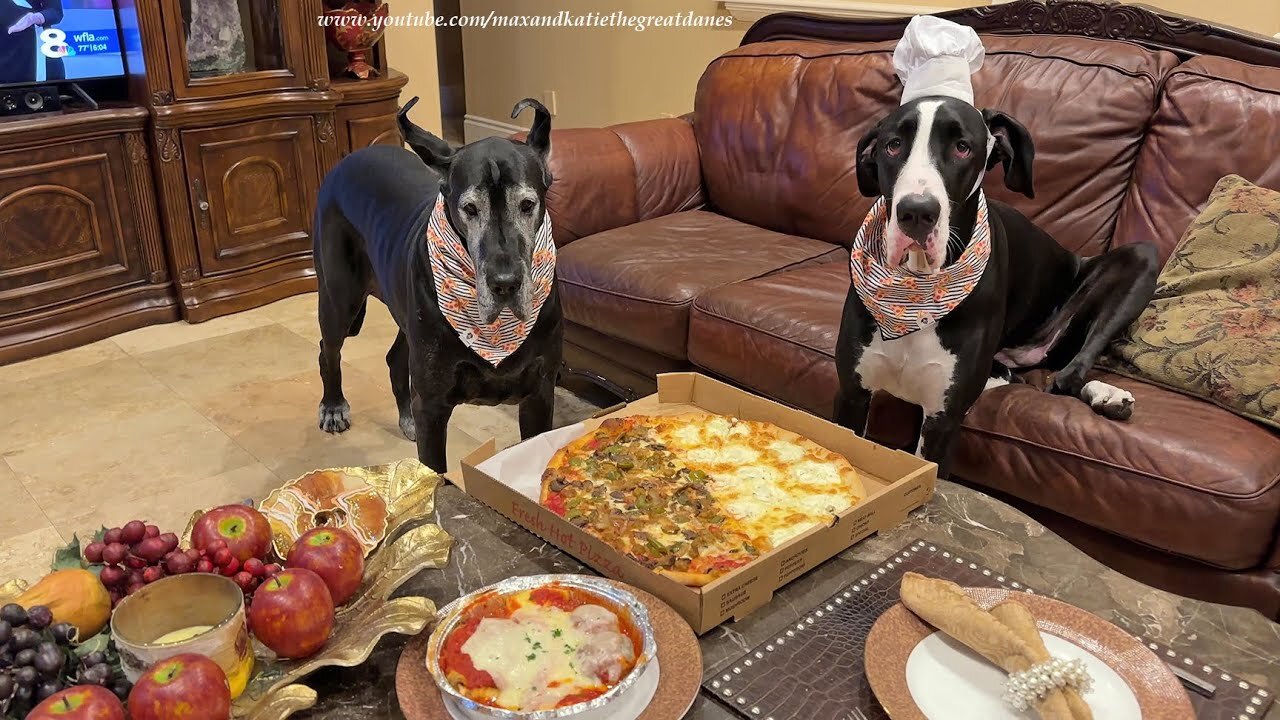Funny Great Dane Is Shocked Seagulls Want To Share Her Snack! ππΆπ¦