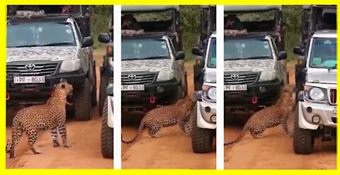 Wild Tiger tries to attack