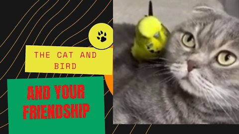 THE CAT AND THE BIRD A BEAUTIFUL FRIENDSHIP