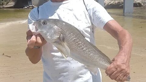 Festival de CORVINAS na pescaria "PÉ NA AREIA" na praia de Boa Viagem. Muito peixe 🐟