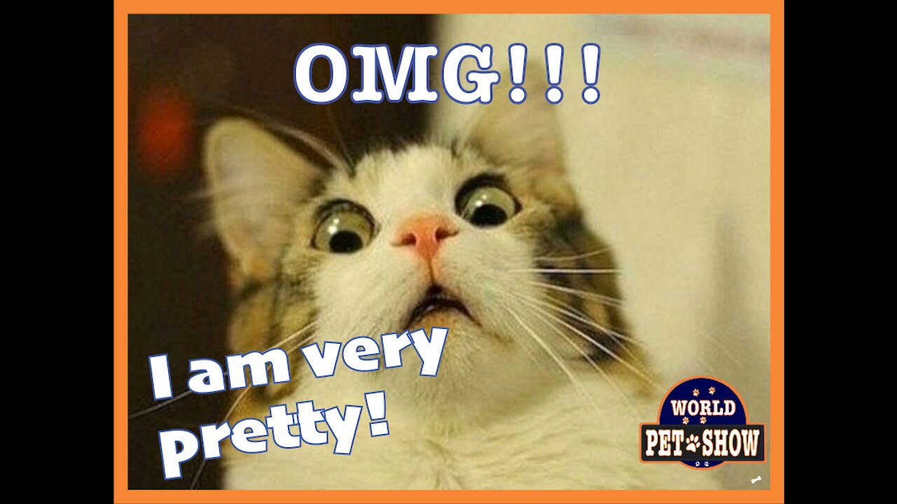 Baby Cats 2021- Cute and Funny Cats - World Pets Show