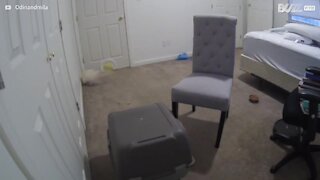 Ce chat fait tomber une chaise sur un autre chat