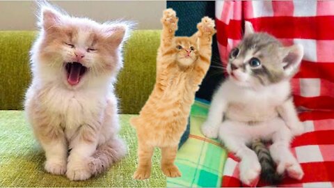 Cute Is Not Enough 😍 Funny Cats and Dogs Videos Compilation 2021