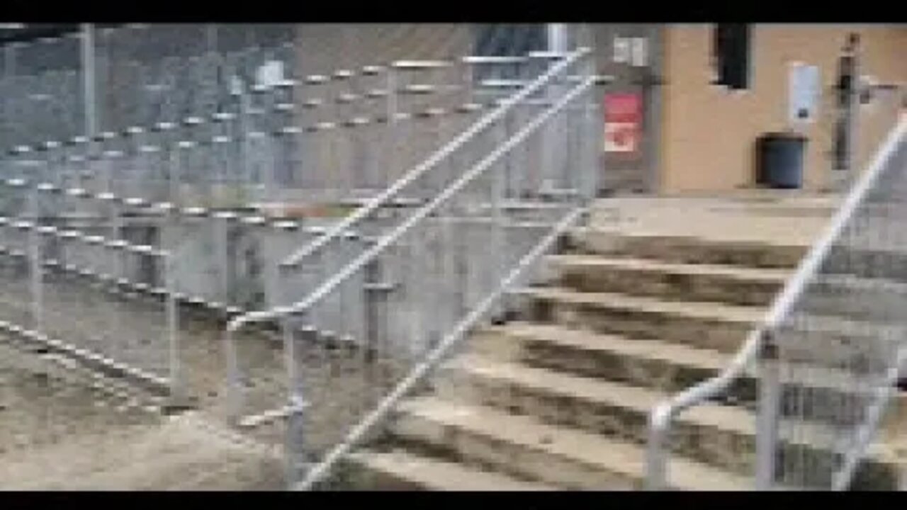 dogs