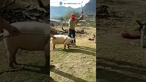 Matador prossional ensina como abater suino de forma artesanal