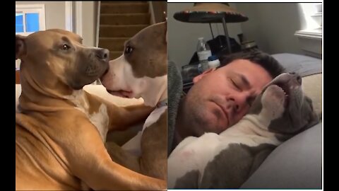 When the pit bull sleeps snoring next to its master