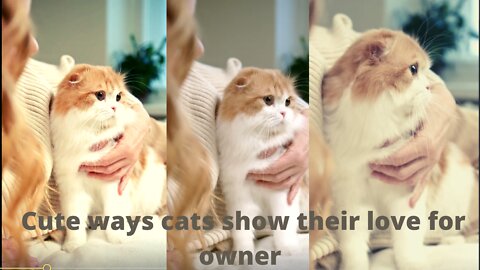Cute ways cats show their love for owner / so cute cat