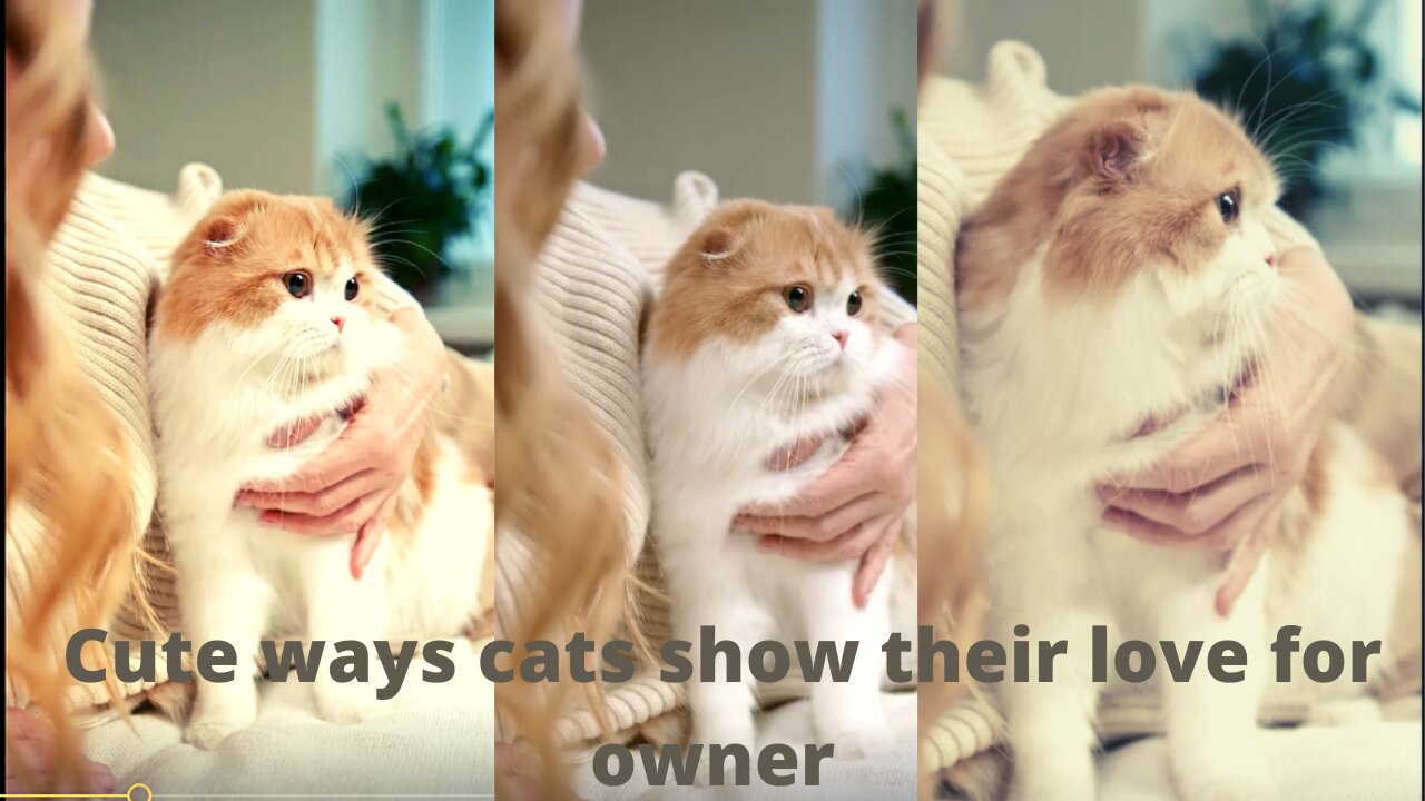 Cute ways cats show their love for owner / so cute cat
