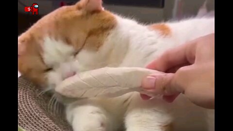 funny cute cat🤣😂 trending video