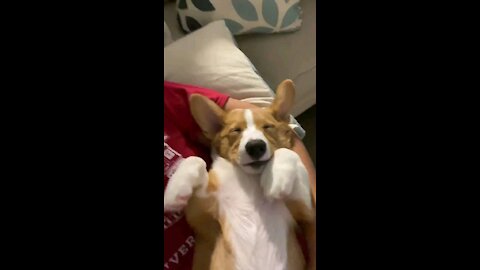 Corgi Falls Asleep Listening to Music