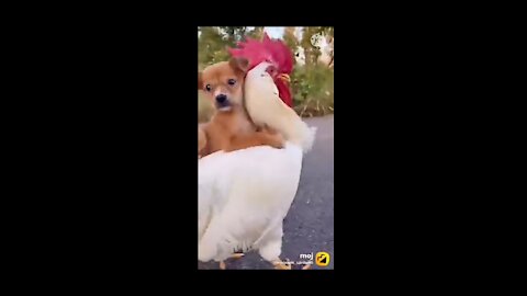 So very funny # dog video ####