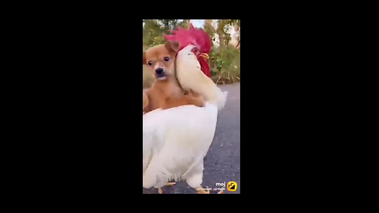 So very funny # dog video ####
