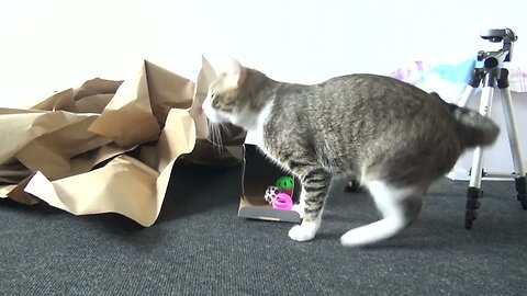 Kitten Lost His Toys in a Box