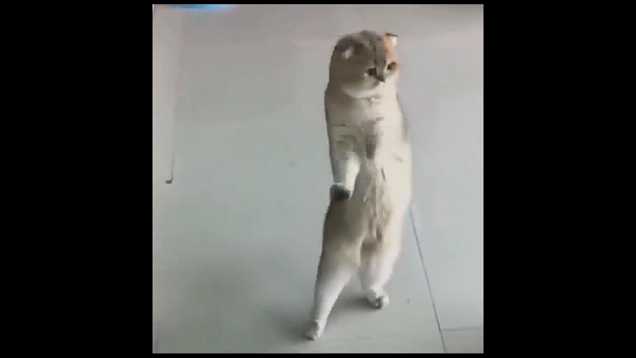 Funniest Animals - Best Of The 2021 Funny Animal Videos #41