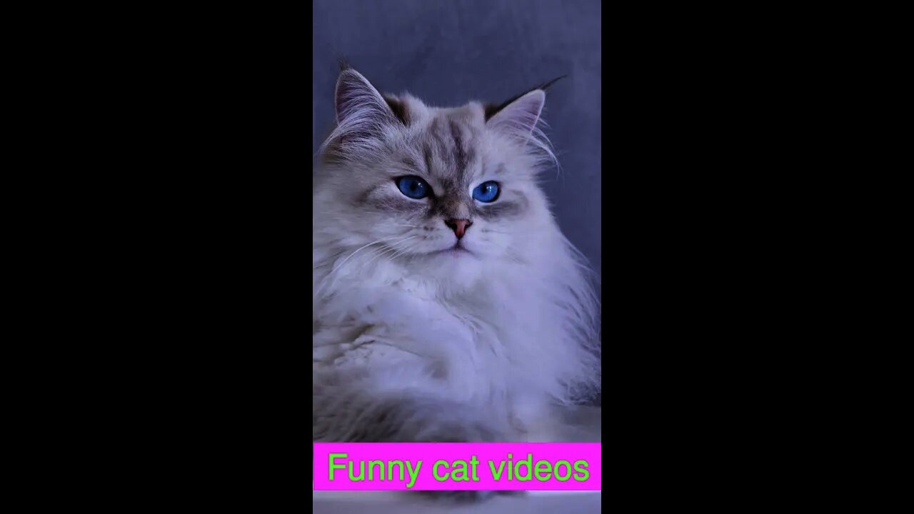 The Best Funny Cat Videos Of 2021 That Will Make You Laugh 💞😻 01 #Shorts