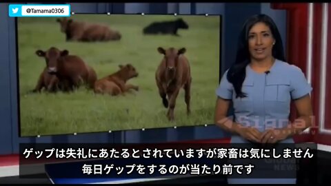 ゲップ税・ニュージーランド