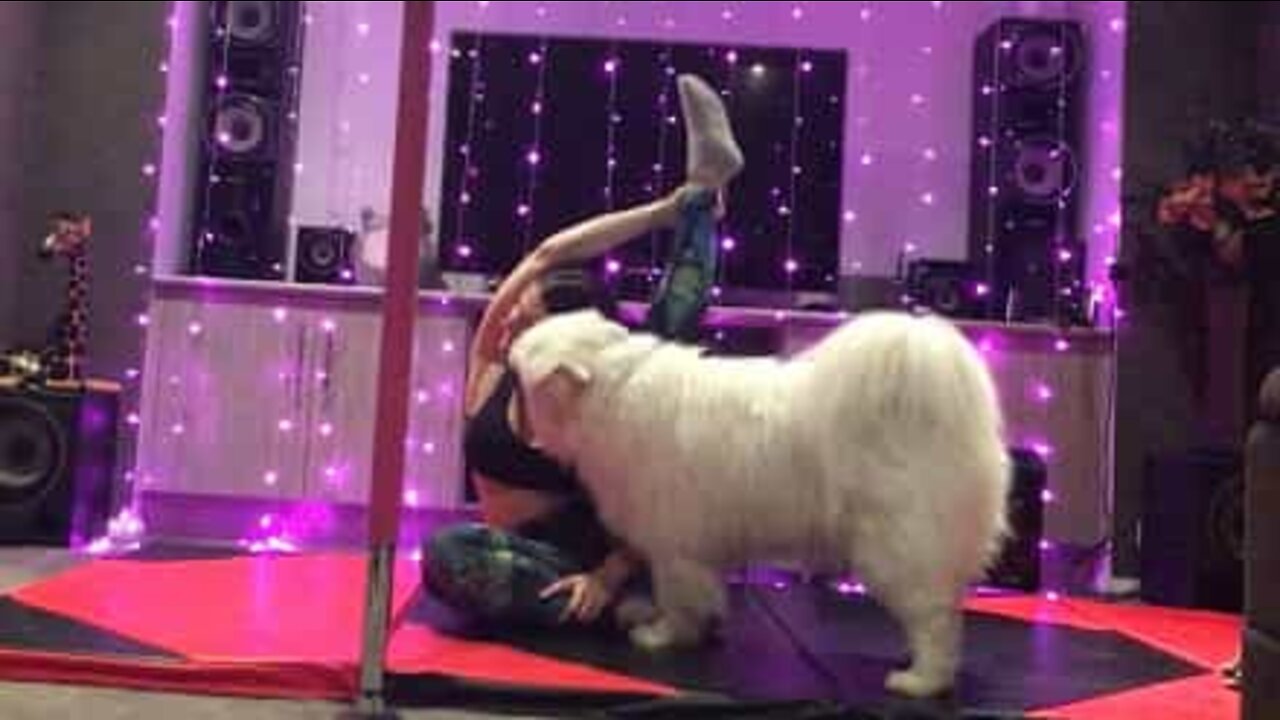 ワンちゃんを飼っているとヨガも一仕事