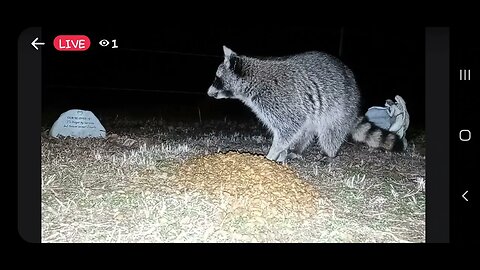 January 21, 2023 by #crittercam #Procyon lotor #raccoon