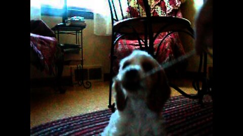 Bilbo as a Baby Dog 2002-05-12