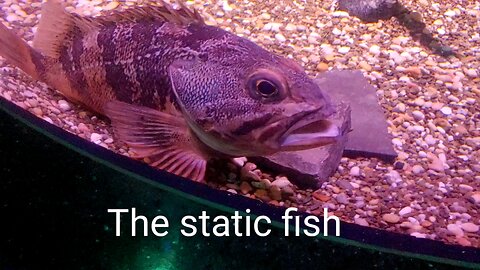 Static Fish Static Fish