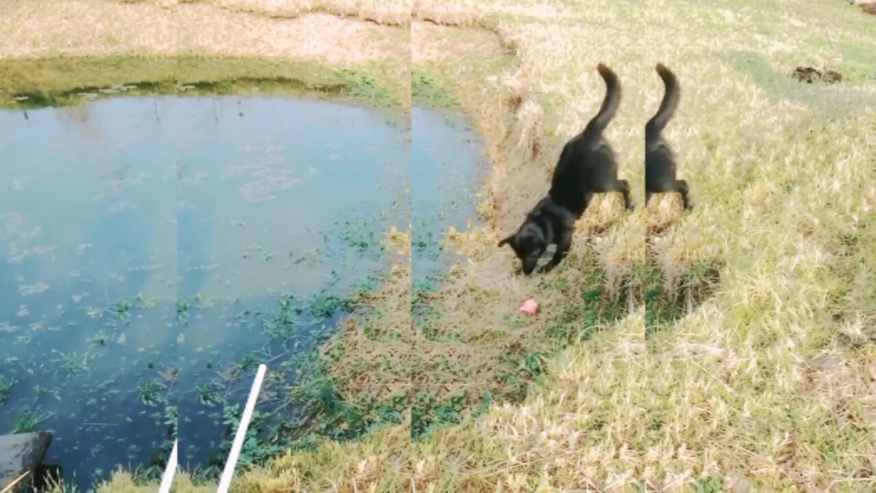 Dog playing with ball🐕🐕 || Basic training of dog || Happy playing dog.