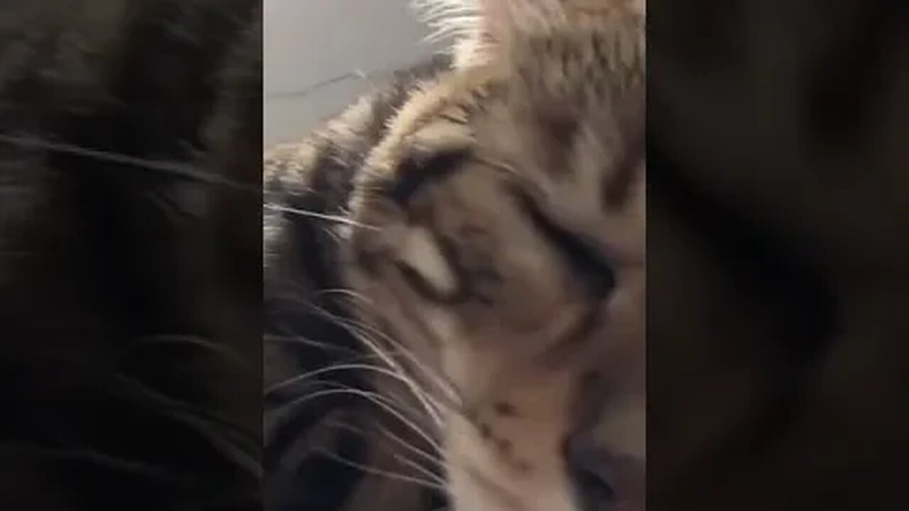 PLAYING CAT VIDEO MEAWWW