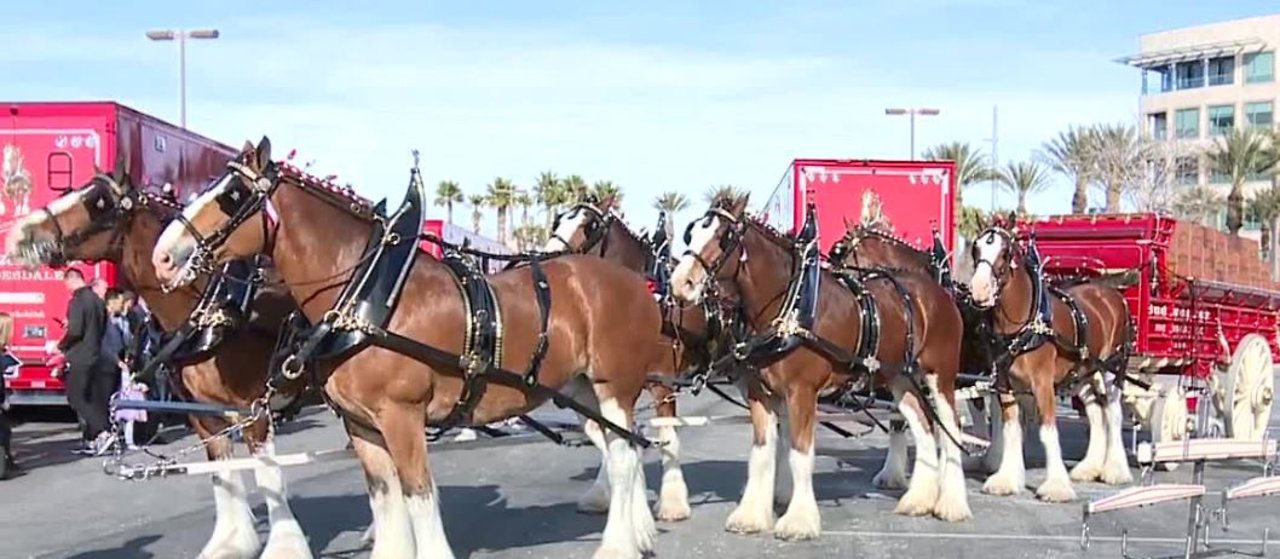 Budweiser Clydesdales in Las Vegas