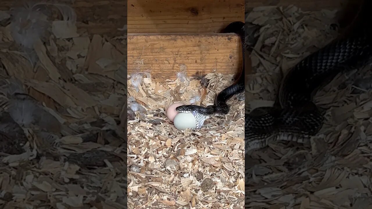 Snake 🐍 eating chicken 🐓egg #homesteading #animal