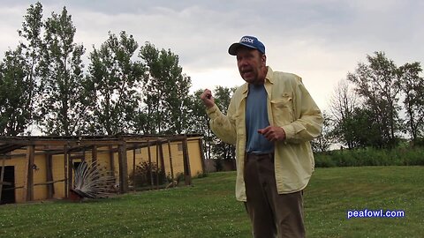 Peacock (peafowl) in The City, Peacock Minute, peafowl.com