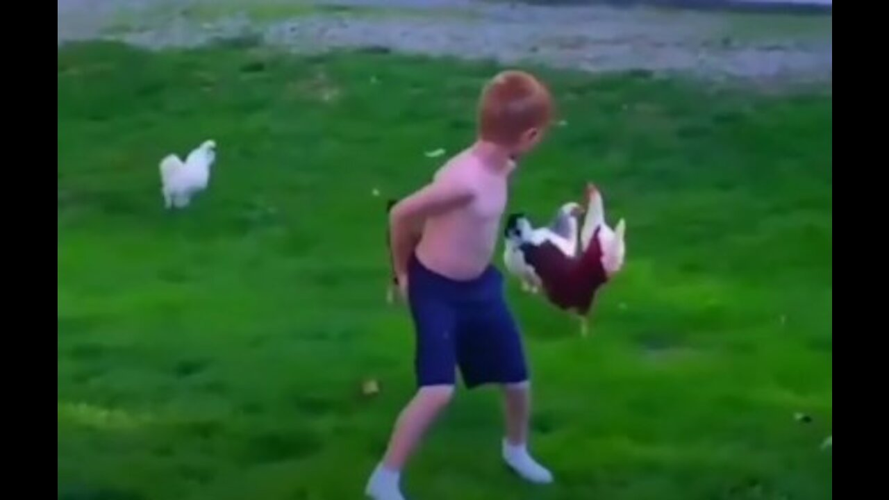 Angry Chickens and Roosters Chasing