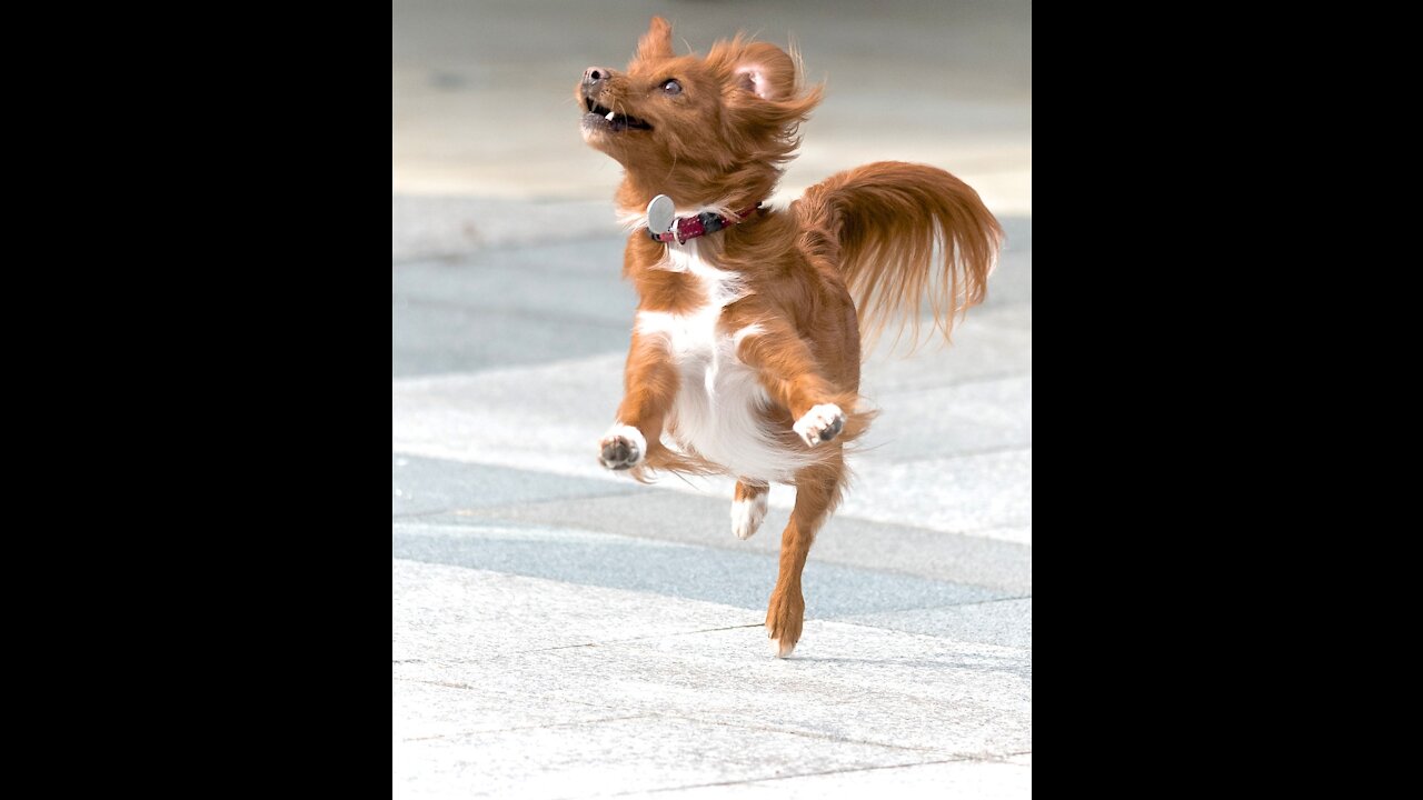 Tiny Reba monster viciously attacks cameraman! funny puppy