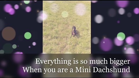 Mini Dachshund in a Big World 🌍