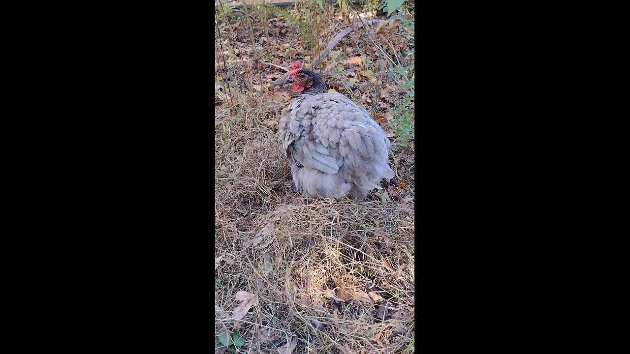 Henrietta, Francine, and the chicks.