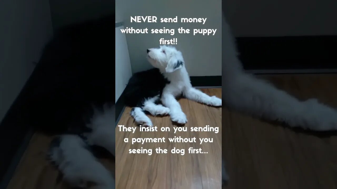 Buying a Puppy Online!? Beware of Scams πΆπ© #shorts #short #puppies #cutepuppies