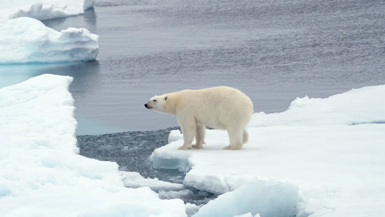 Polar Bear amongst the ice floes