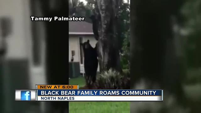 Bear family caught on camera in North Naples neighborhood