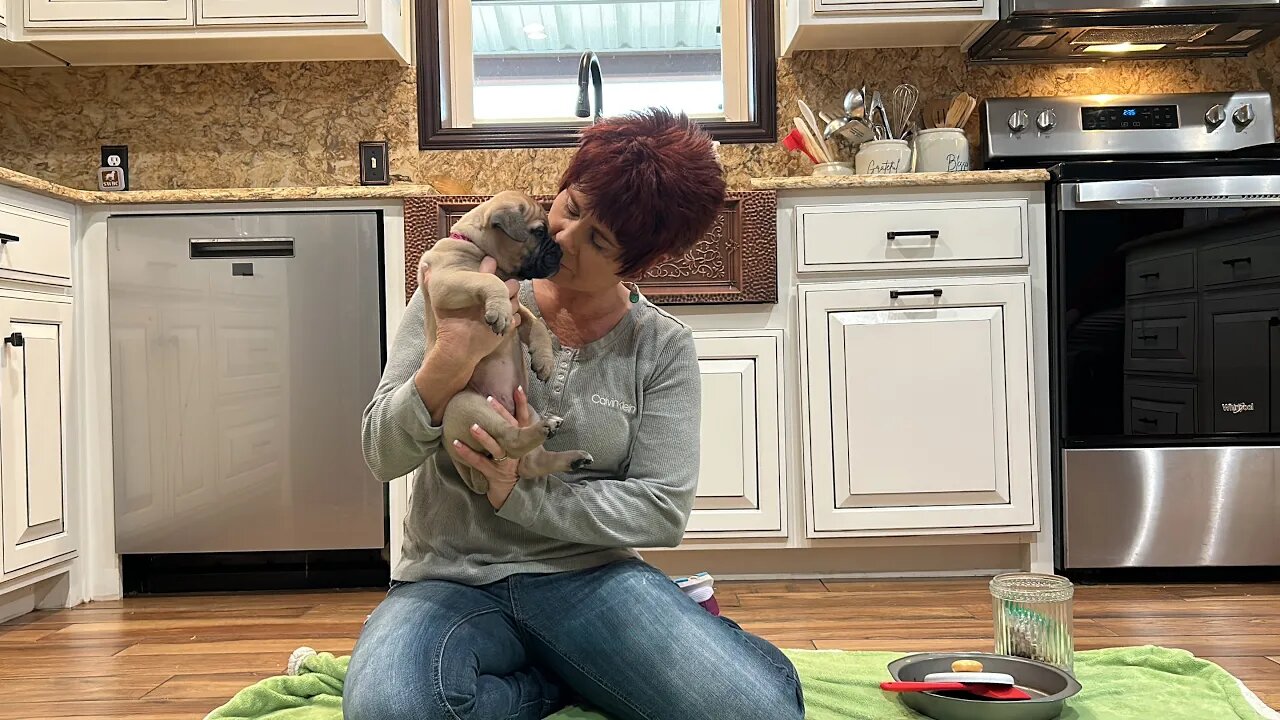 Temperament Testing - Bullmastiff Puppy - Olivia