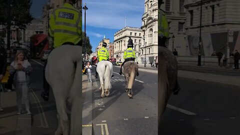 Police horses at Horse Guards parade #horseguardsparade