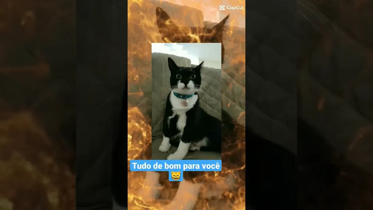 Gato Bartolomeu Tunico 😺