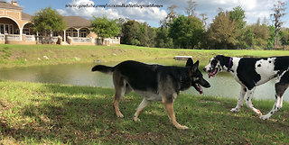 Great Dane Puppy and German Shepherd Enjoy a Play Date With Dog Friends