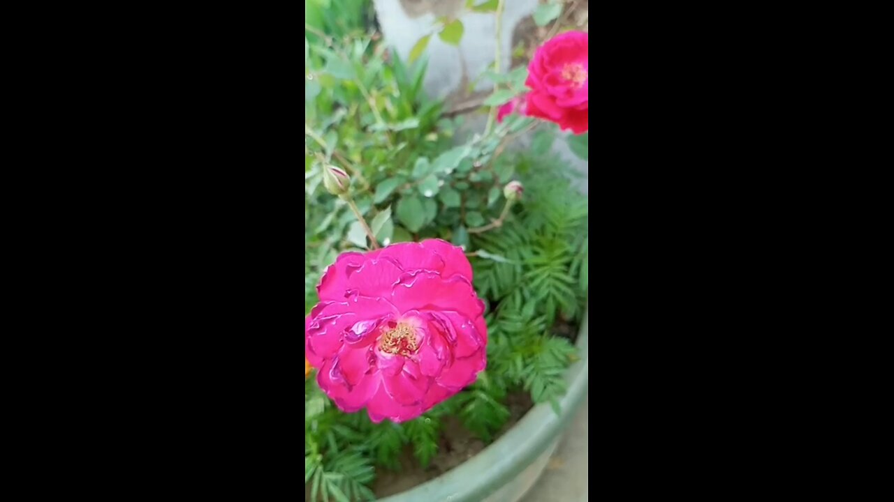 Red rose garden in my house